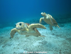 "Dance Partners"
Loggerhead turtles off Jupiter, FL by Karen Christopher 